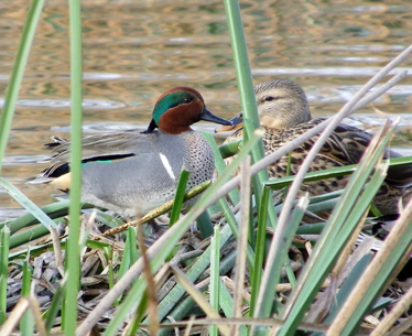 Green-winged Teal 1_11_2012